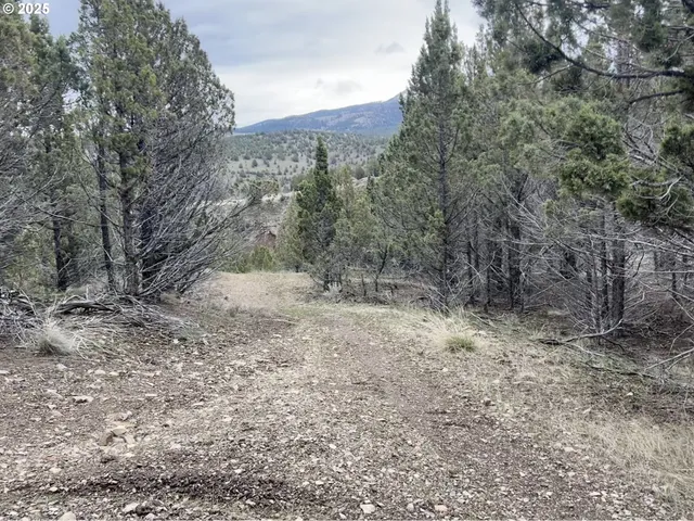 a view of a dry yard with trees