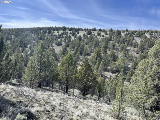 a close up of a tree