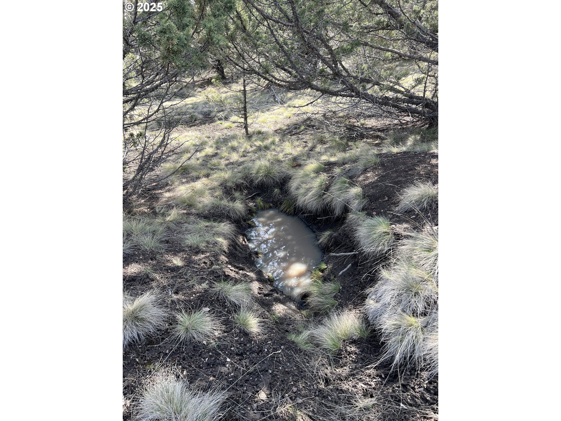 Blue Gulch Road John Day, OR 97845 - Photo 23 of 44 a close up of a tree