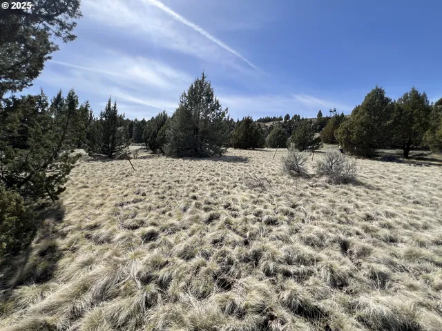 a view of a dry yard with lots of trees