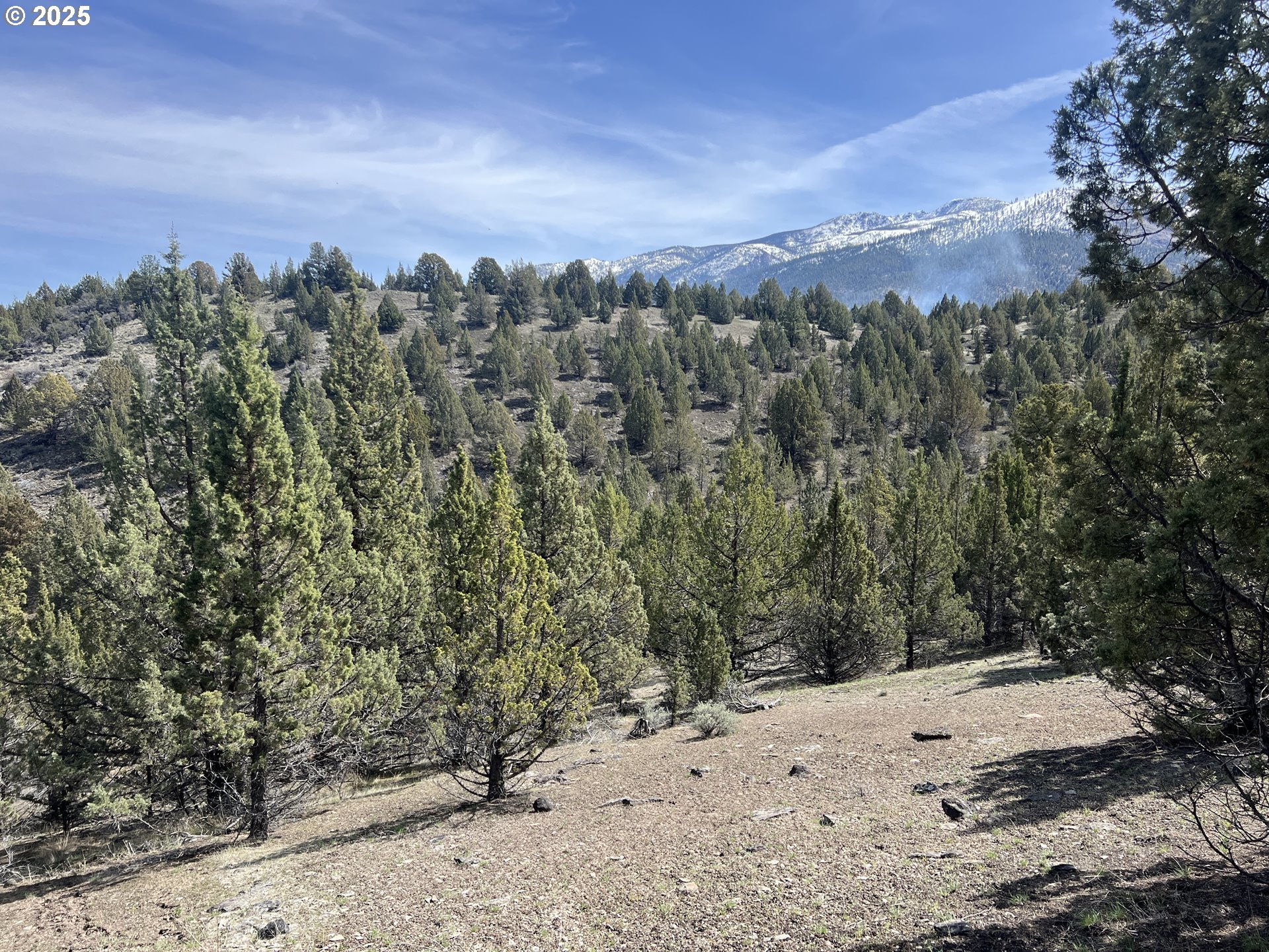 Blue Gulch Road John Day, OR 97845 - Photo 29 of 44 a view of a dry yard with lots of trees