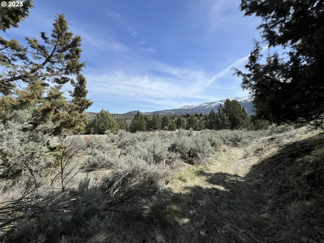 a view of a dry yard with trees
