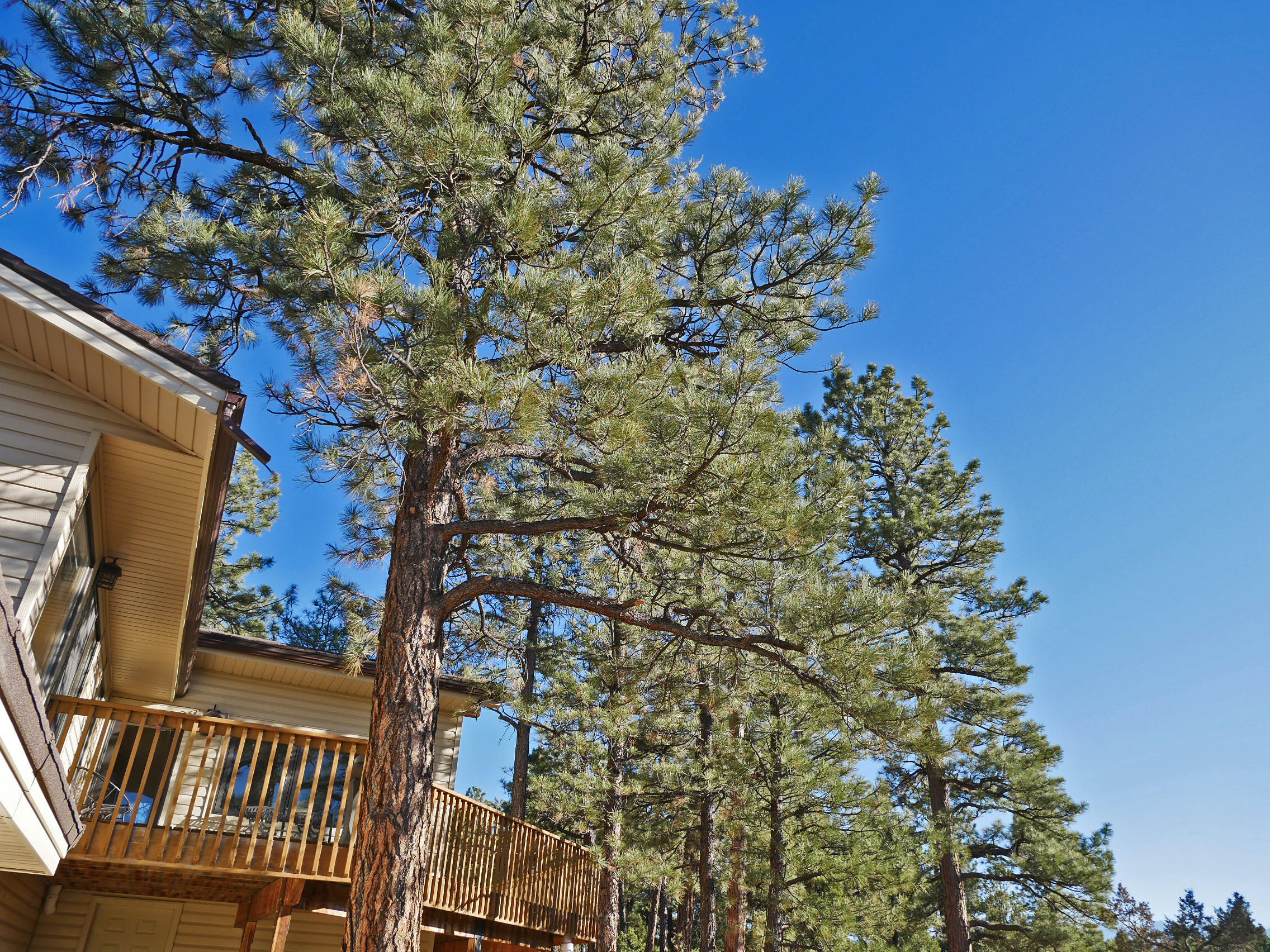 435 Juniper Road North Ridgway, CO 81432 - Photo 23 of 38 Nestled in Ponderosa Pines