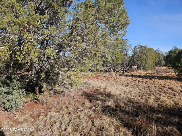 a view of a dry yard with trees