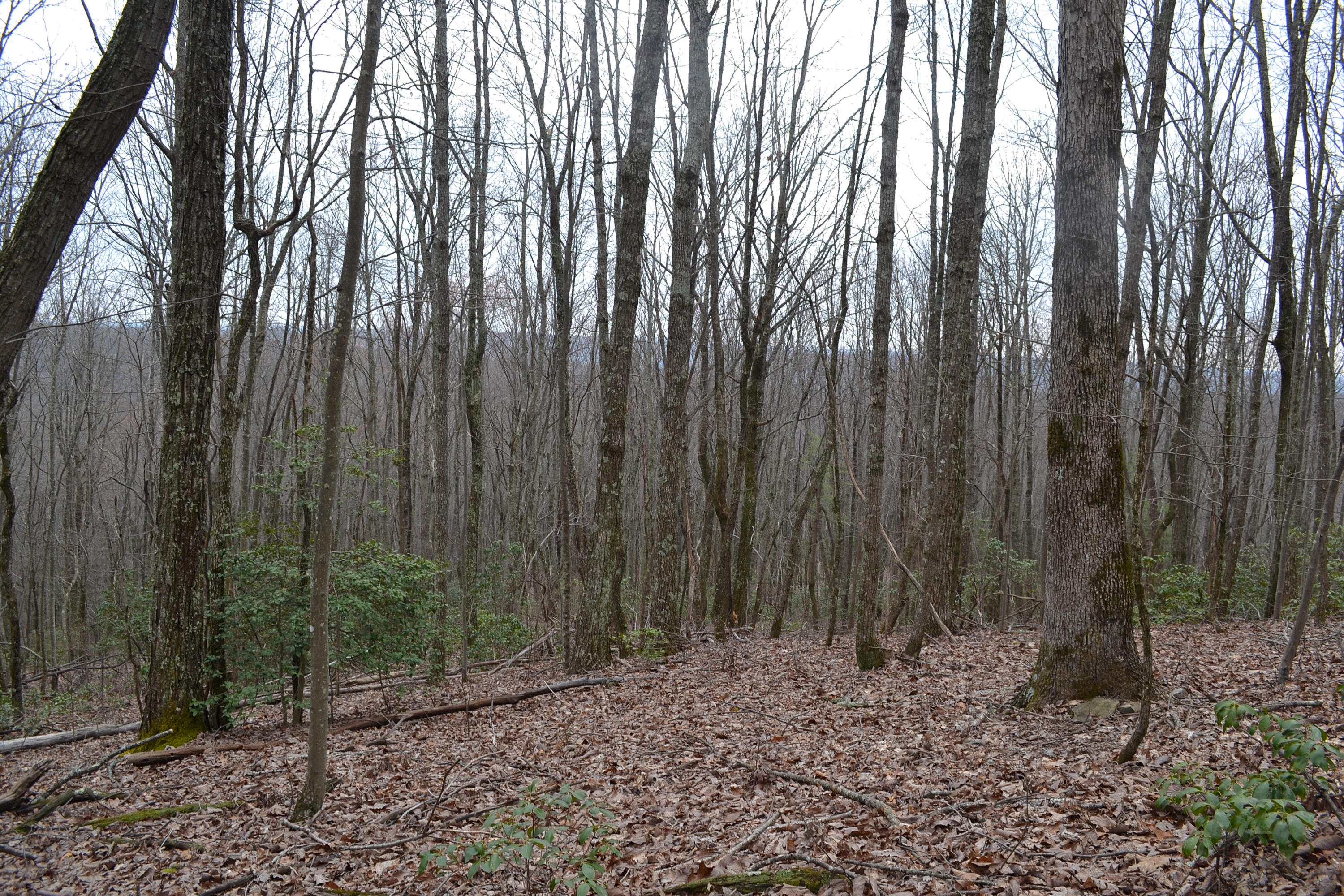 31.06-ac 31.06-ac Briley Road Spring City, TN 37381 - Photo 8 of 20 DSC_0032