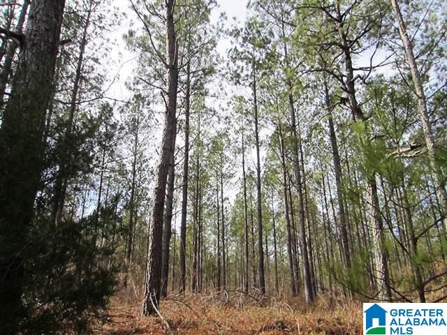 Mckay Road, Unit 10 Lineville, AL 36266 - Photo 3 of 5