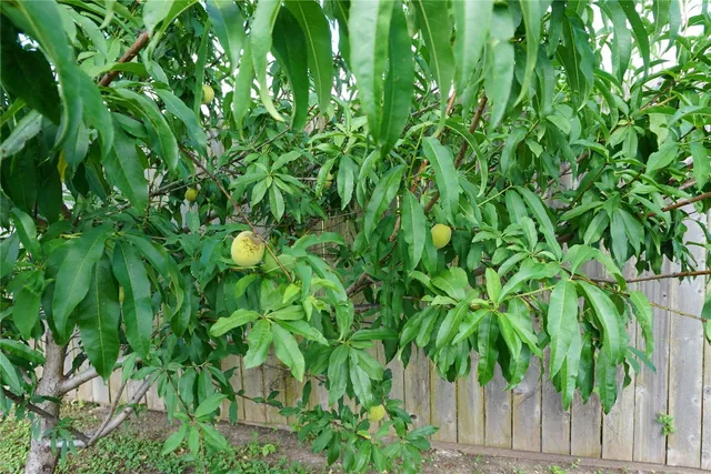 a view of a plant in a garden