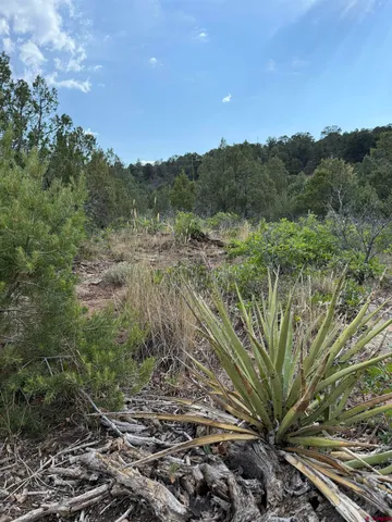 a view of a lush green forest with a building in the background