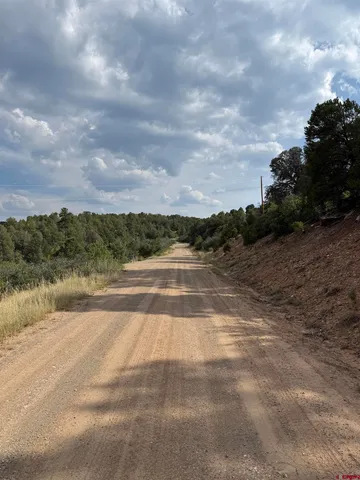 a view of a yard with plants and large trees