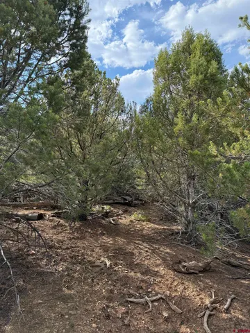 a view of a dry yard with lots of green space