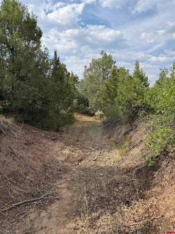 a view of a bunch of trees in a field