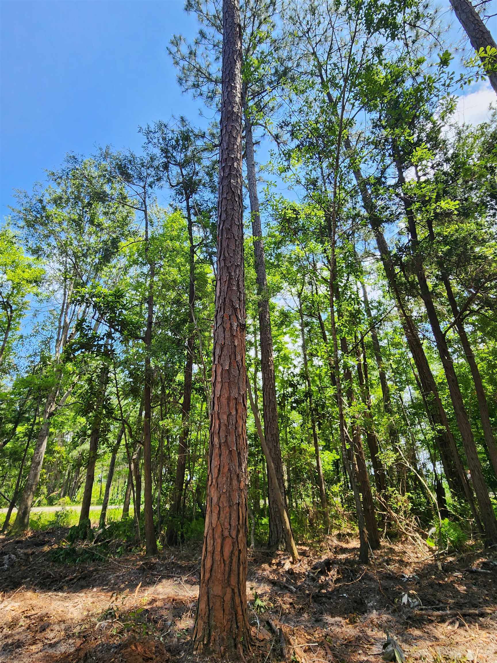 0 7th Street Lillian, AL 36549 - Photo 1 of 6 View of local wilderness