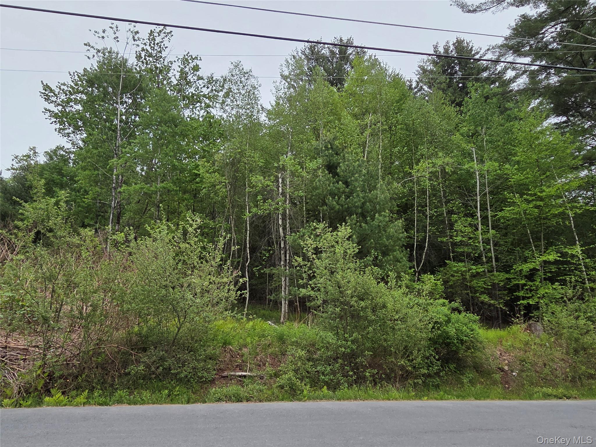 125 Zimmerman Road Loch Sheldrake, NY 12759 - Photo 41 of 43 a view of a yard with plants