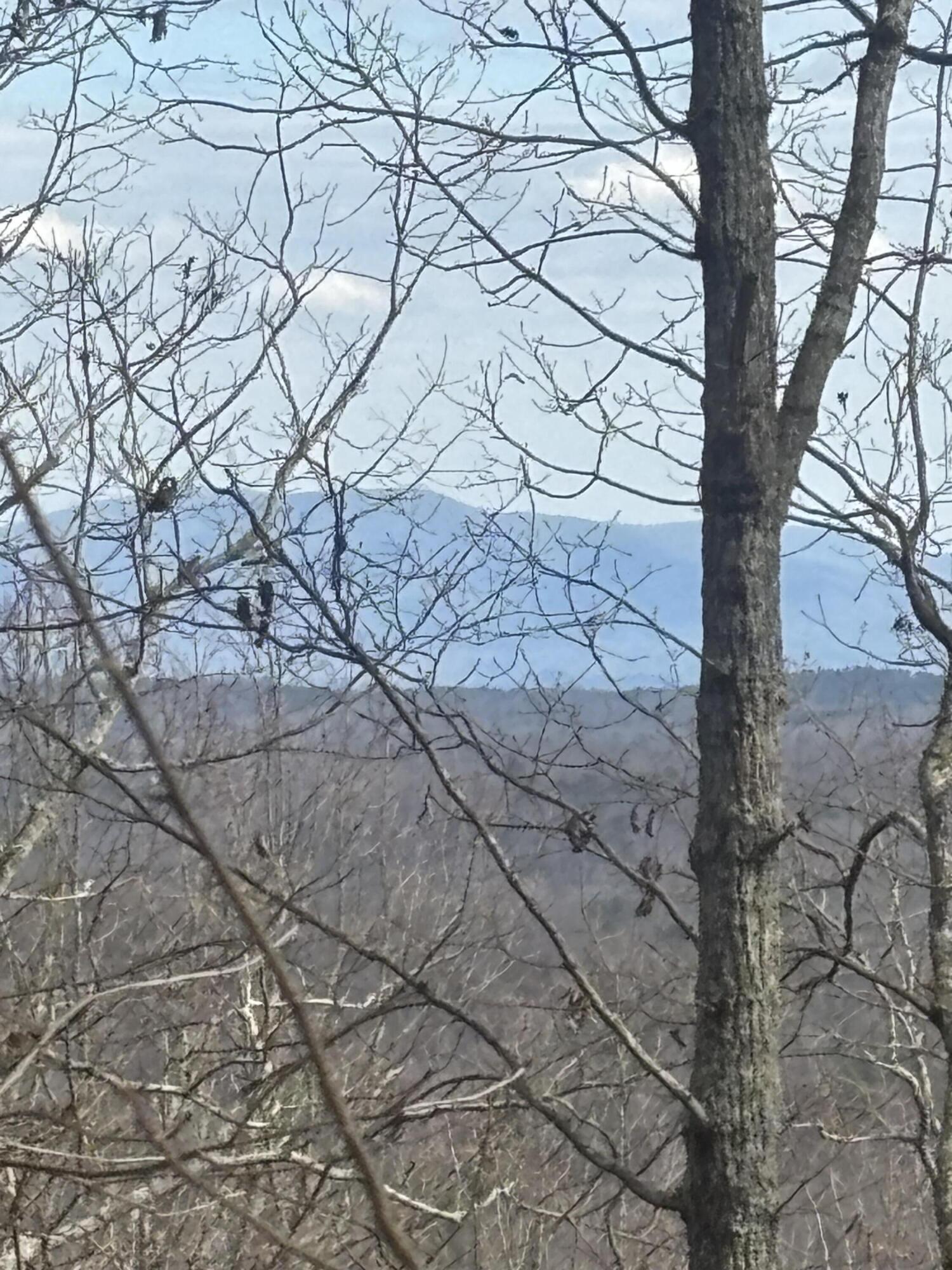 Lot 2 Forest Drive Ringgold, GA 30736 - Photo 8 of 8 IMG_7608