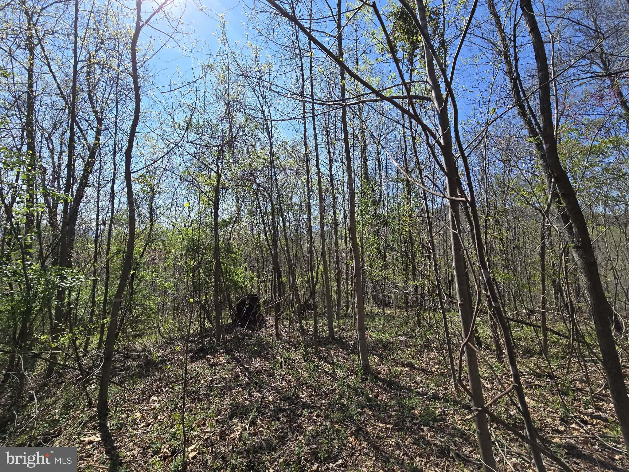 Lot 1 South Ft Valley Road Madison, VA 22727 - Photo 12 of 17