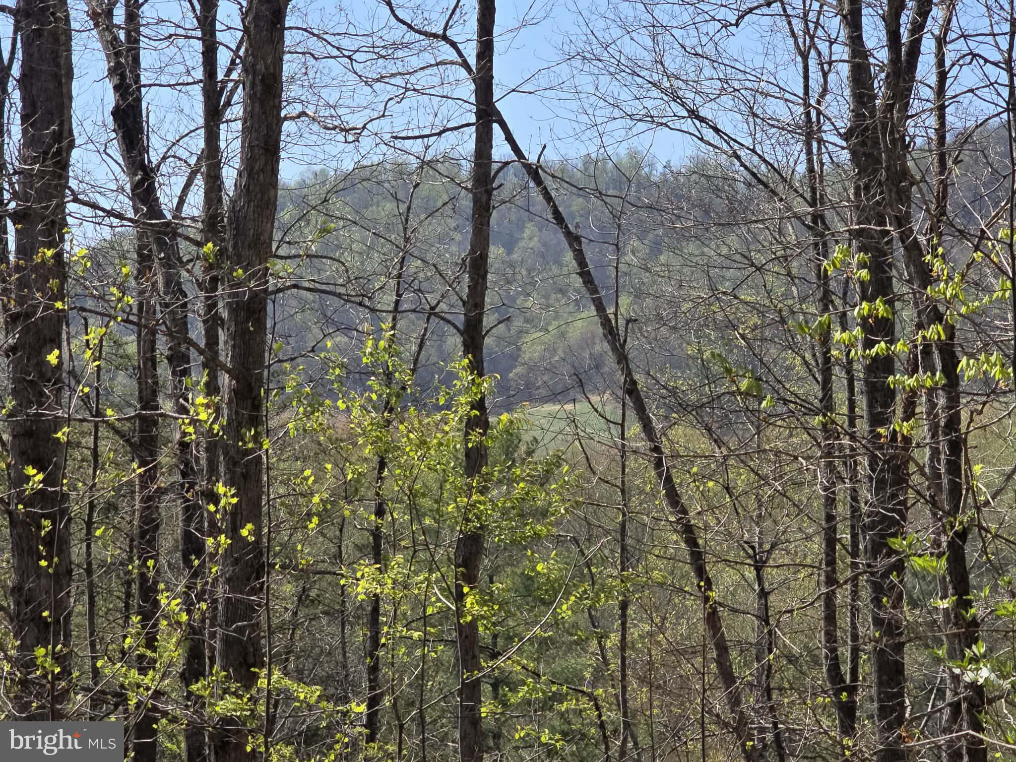 Lot 1 South Ft Valley Road Madison, VA 22727 - Photo 2 of 17