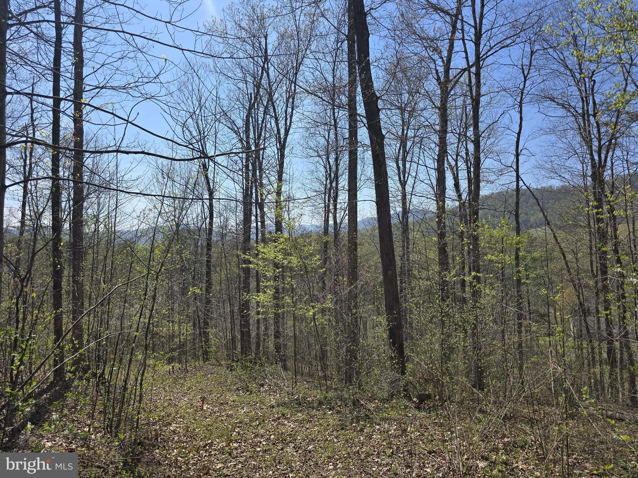 Lot 1 South Ft Valley Road Madison, VA 22727 - Photo 4 of 17