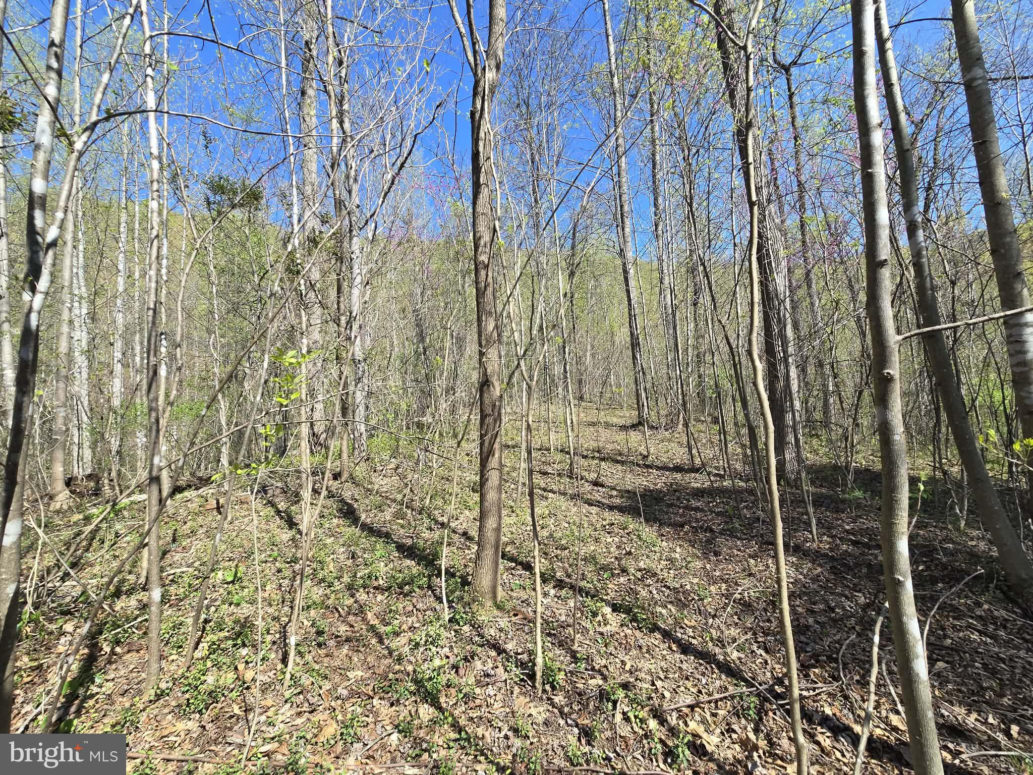 Lot 1 South Ft Valley Road Madison, VA 22727 - Photo 5 of 17