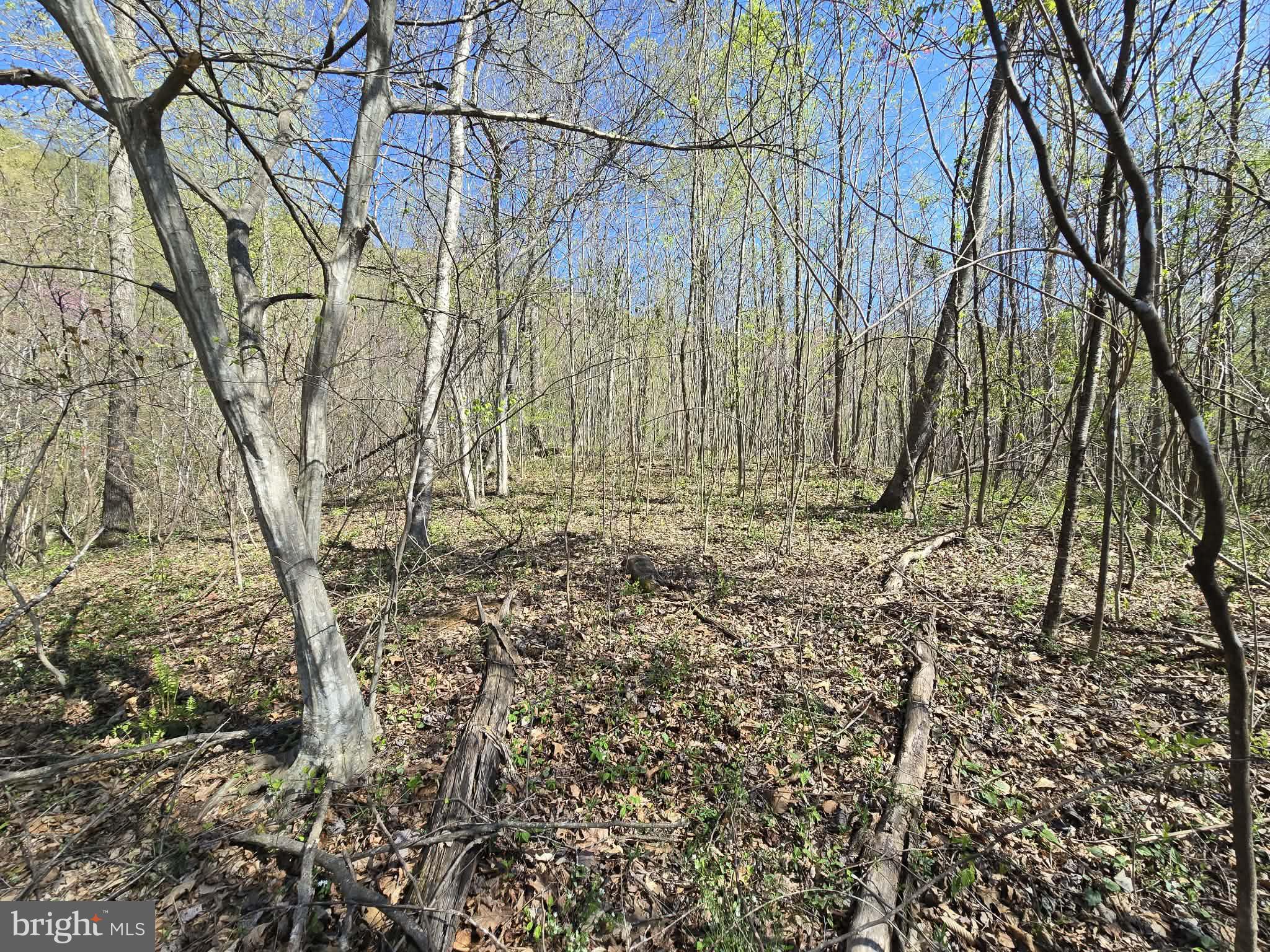 Lot 1 South Ft Valley Road Madison, VA 22727 - Photo 6 of 17 Level Building Spot