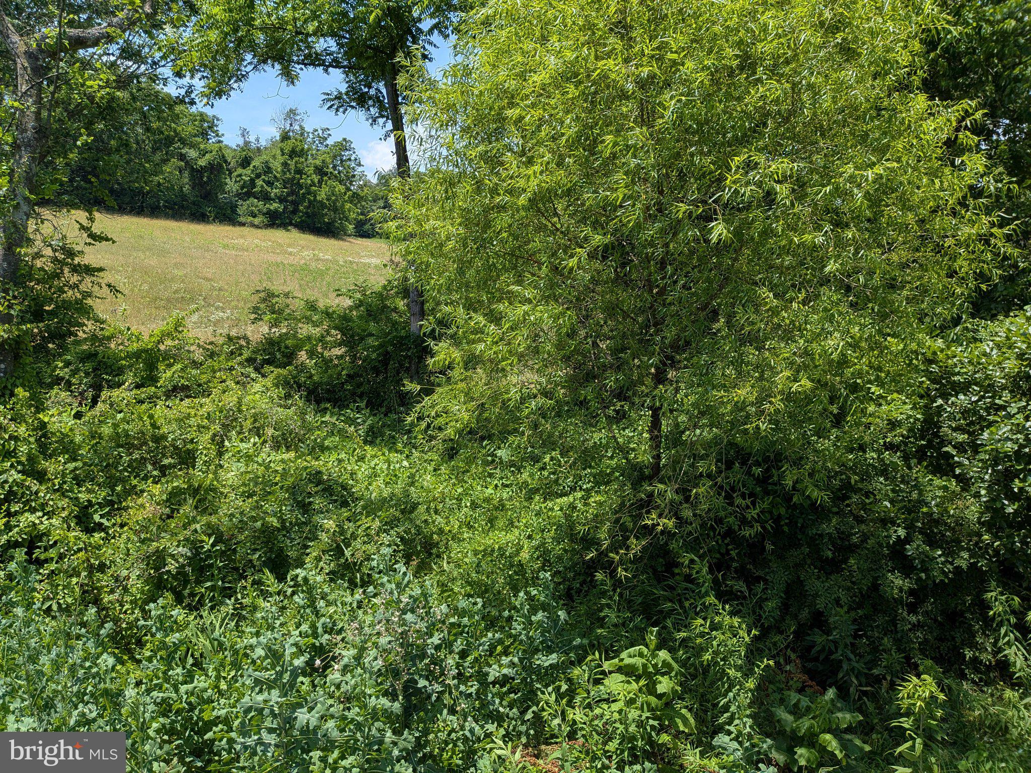 10198 Old Rapidan Road Orange, VA 22960 - Photo 25 of 29 Lush greenery meets open fields.