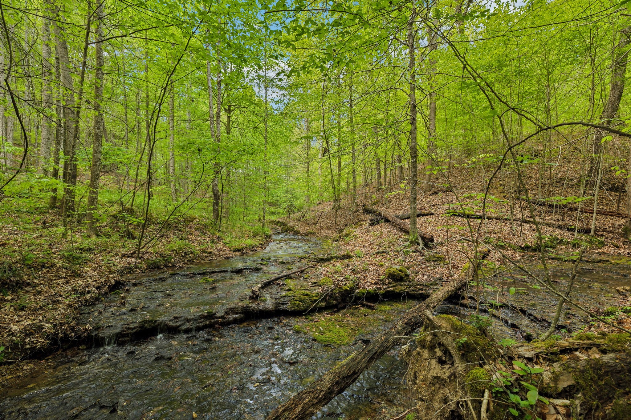 2182 New Home Road Smithville, TN 37166 - Photo 52 of 67 a view of a yard with plants and large trees