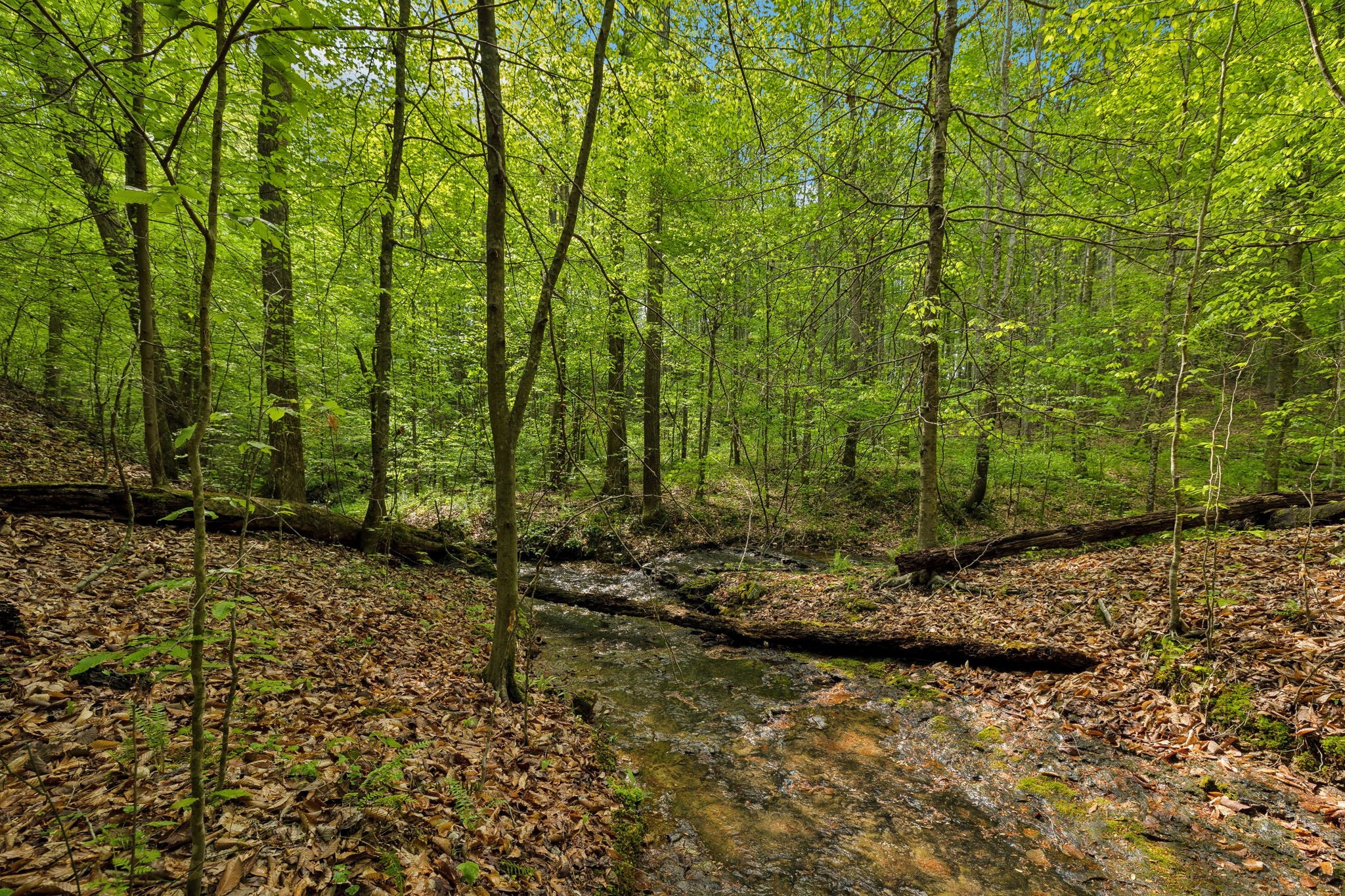 2182 New Home Road Smithville, TN 37166 - Photo 54 of 67 a view of a yard with plants and large trees