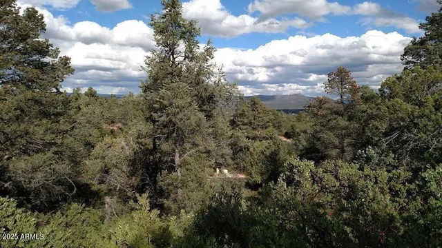 a view of a bunch of trees