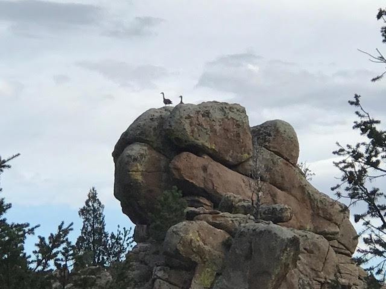 410 Monoma Road Red Feather Lakes, CO 80545 - Photo 24 of 26