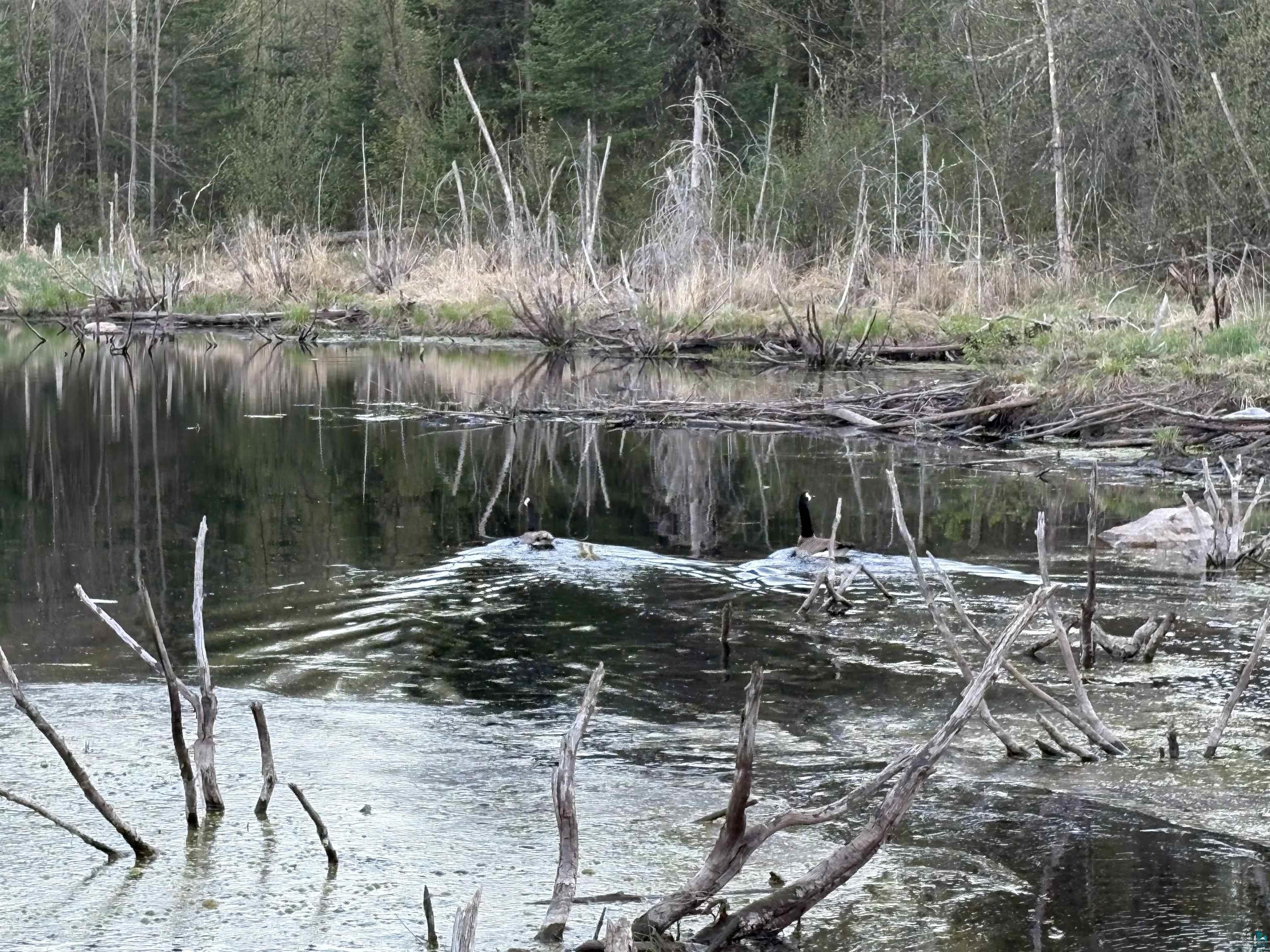 0 Mertig Road Glidden, WI 54527 - Photo 12 of 20 Water view