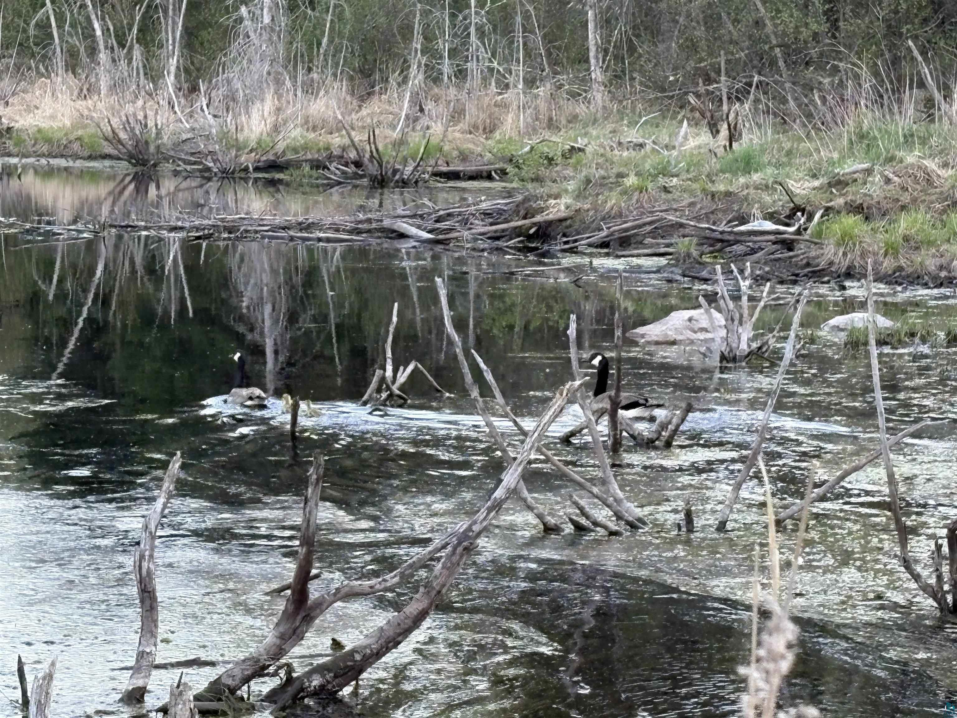 0 Mertig Road Glidden, WI 54527 - Photo 14 of 20 View of nature