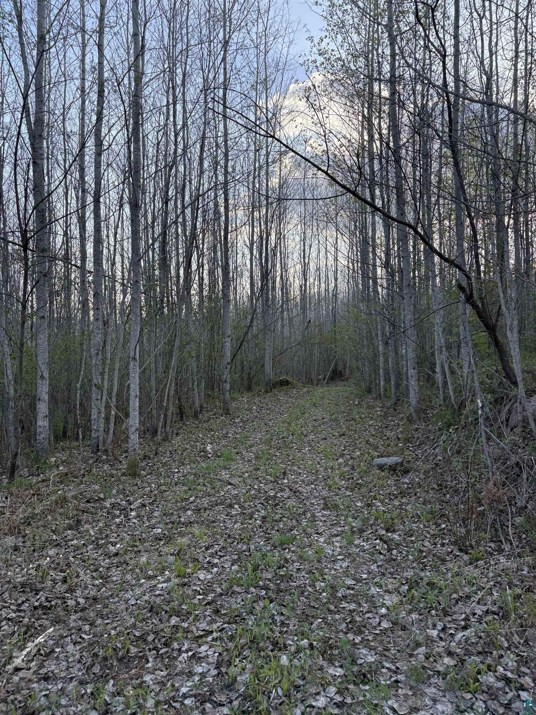 0 Mertig Road Glidden, WI 54527 - Photo 16 of 20 View of tree filled area