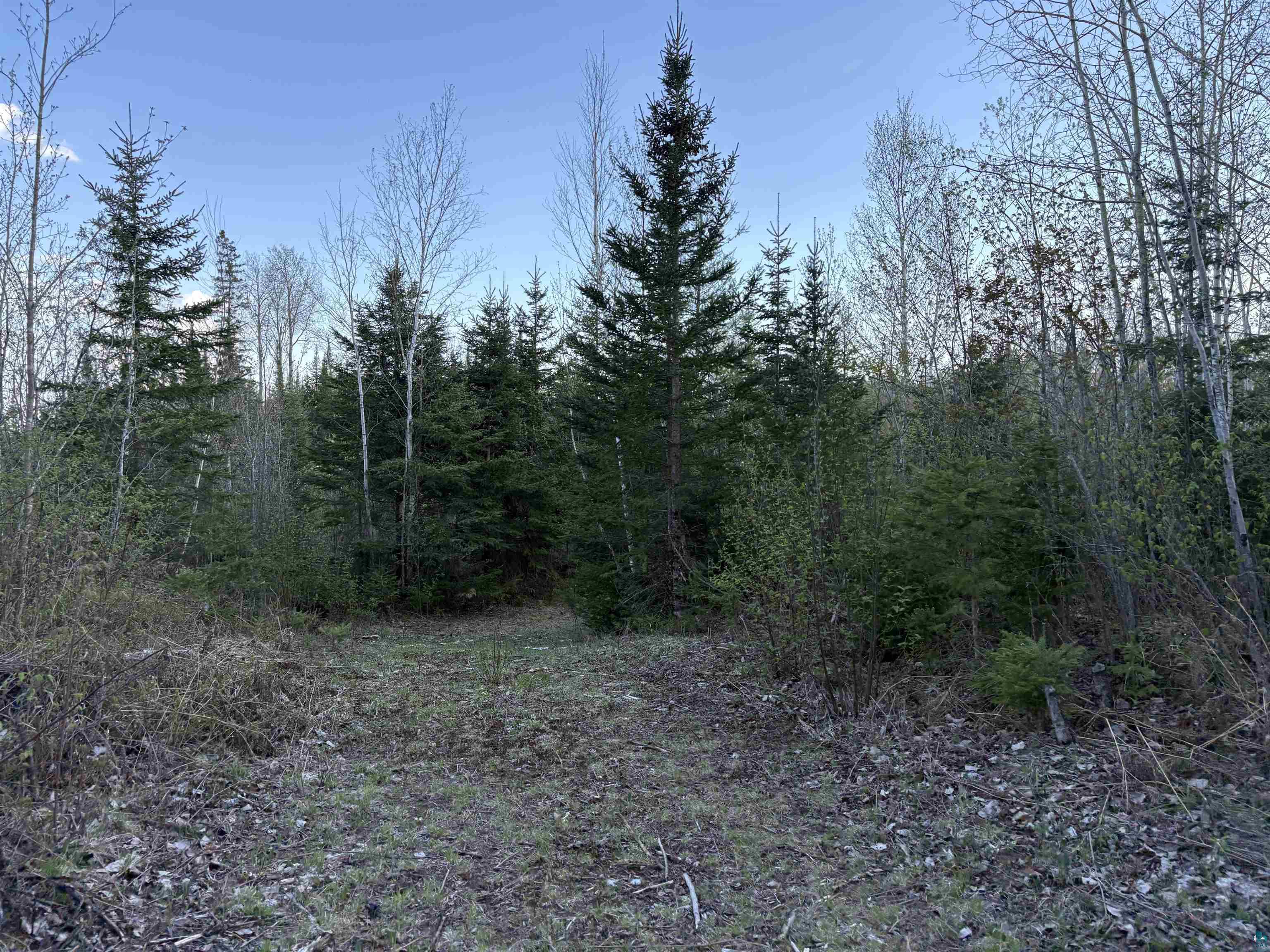 0 Mertig Road Glidden, WI 54527 - Photo 2 of 20 View of woods