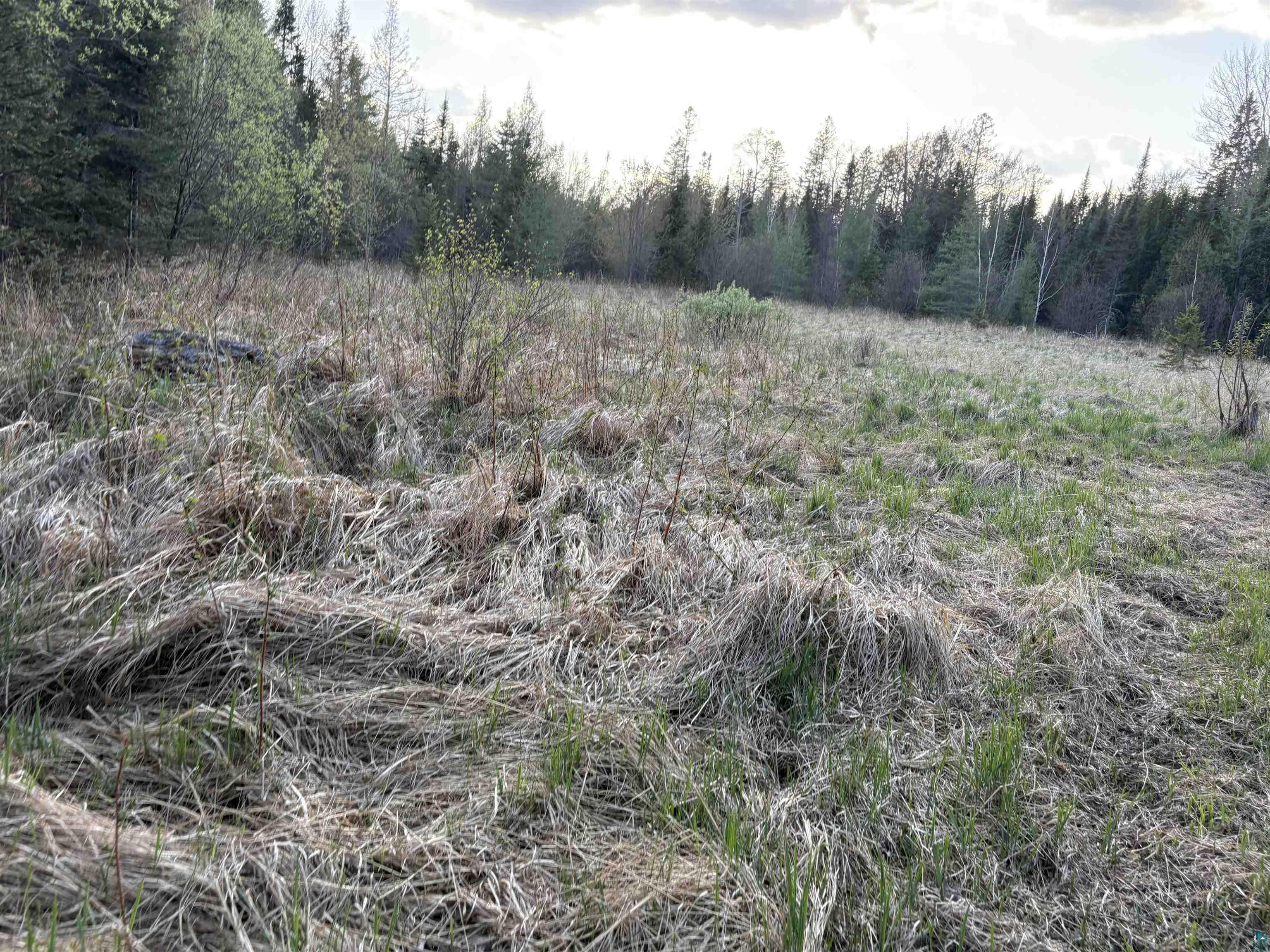 0 Mertig Road Glidden, WI 54527 - Photo 3 of 20 View of wooded area