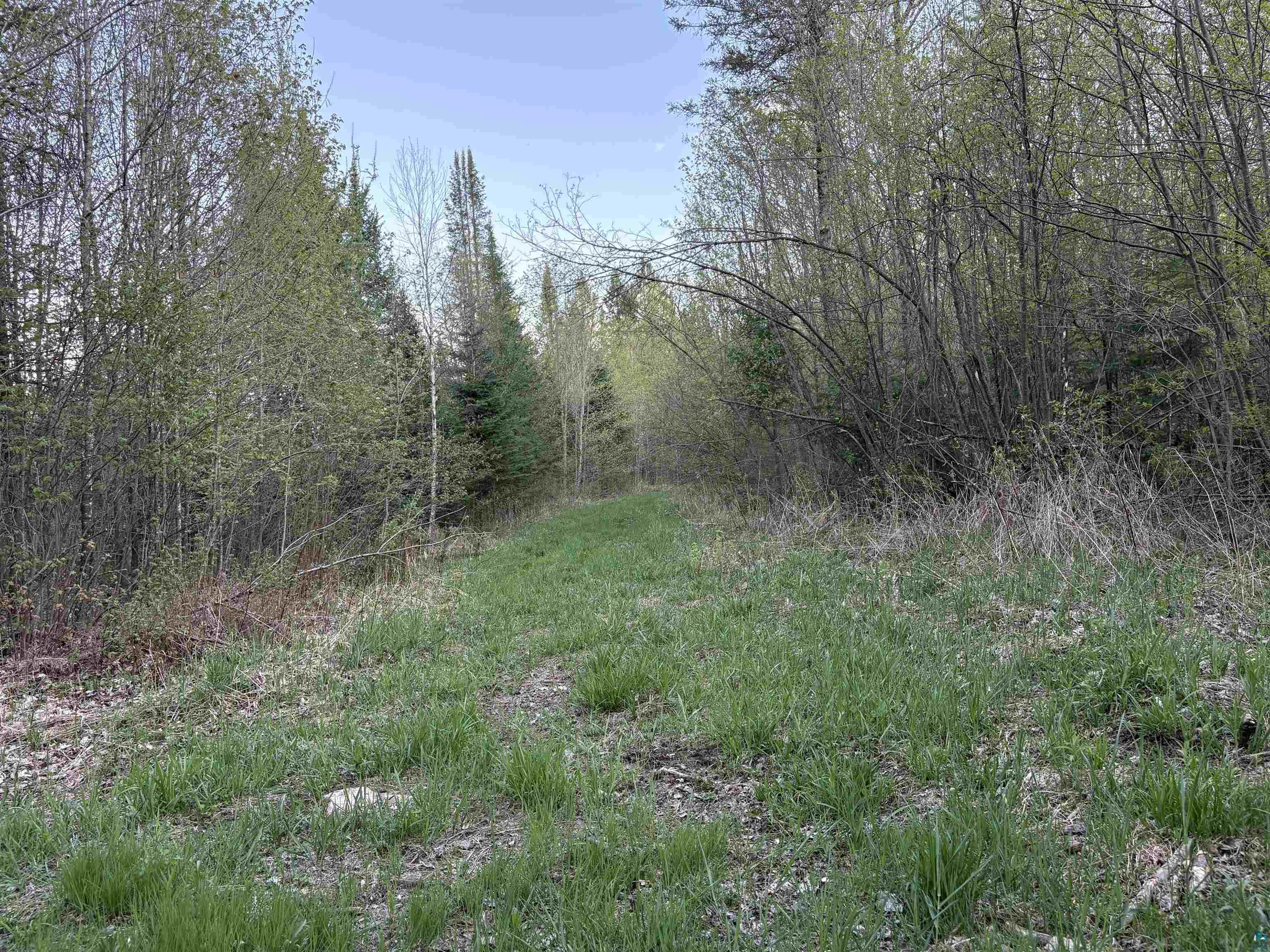 0 Mertig Road Glidden, WI 54527 - Photo 4 of 20 View of local wilderness