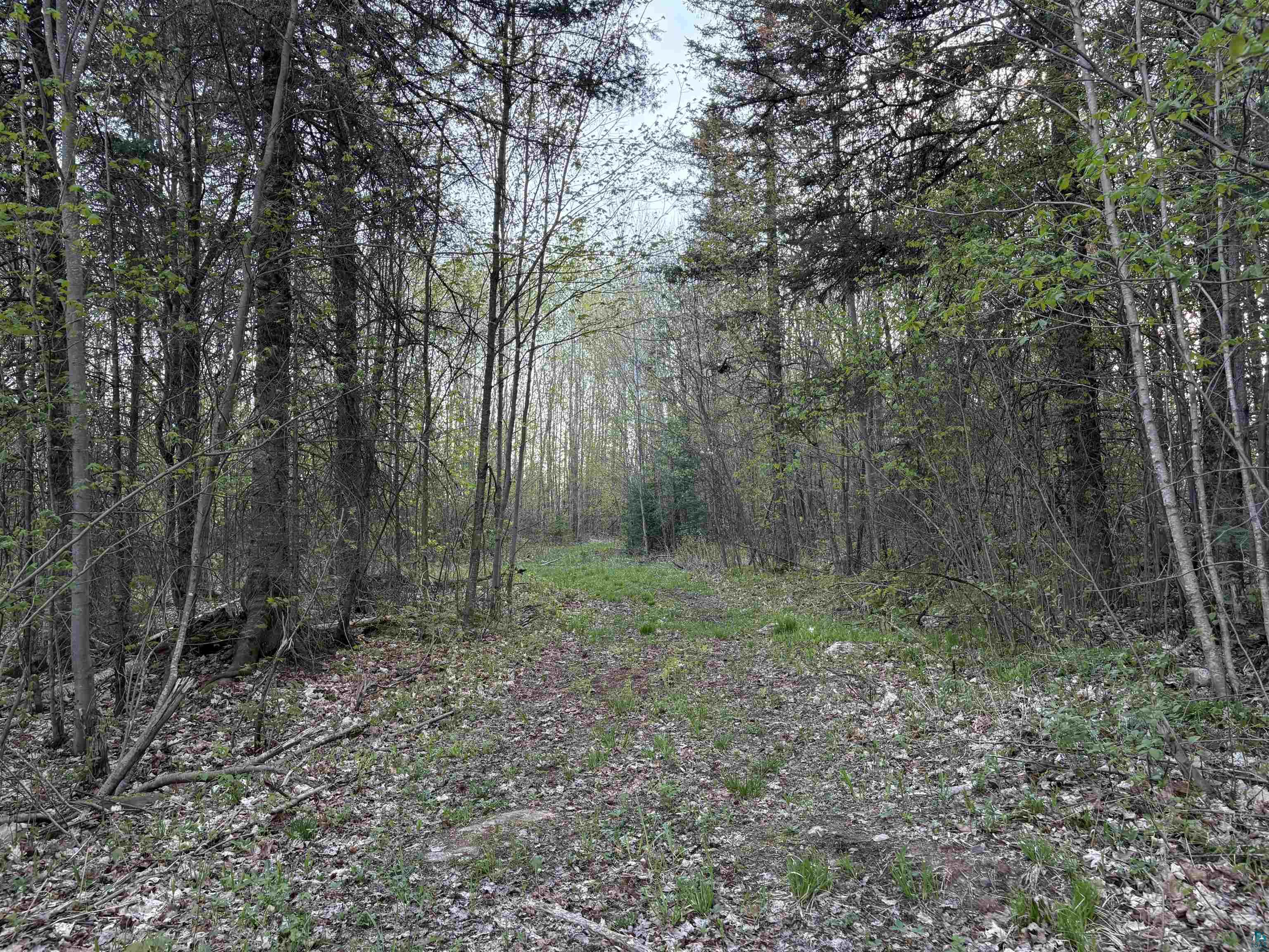 0 Mertig Road Glidden, WI 54527 - Photo 5 of 20 View of tree filled area