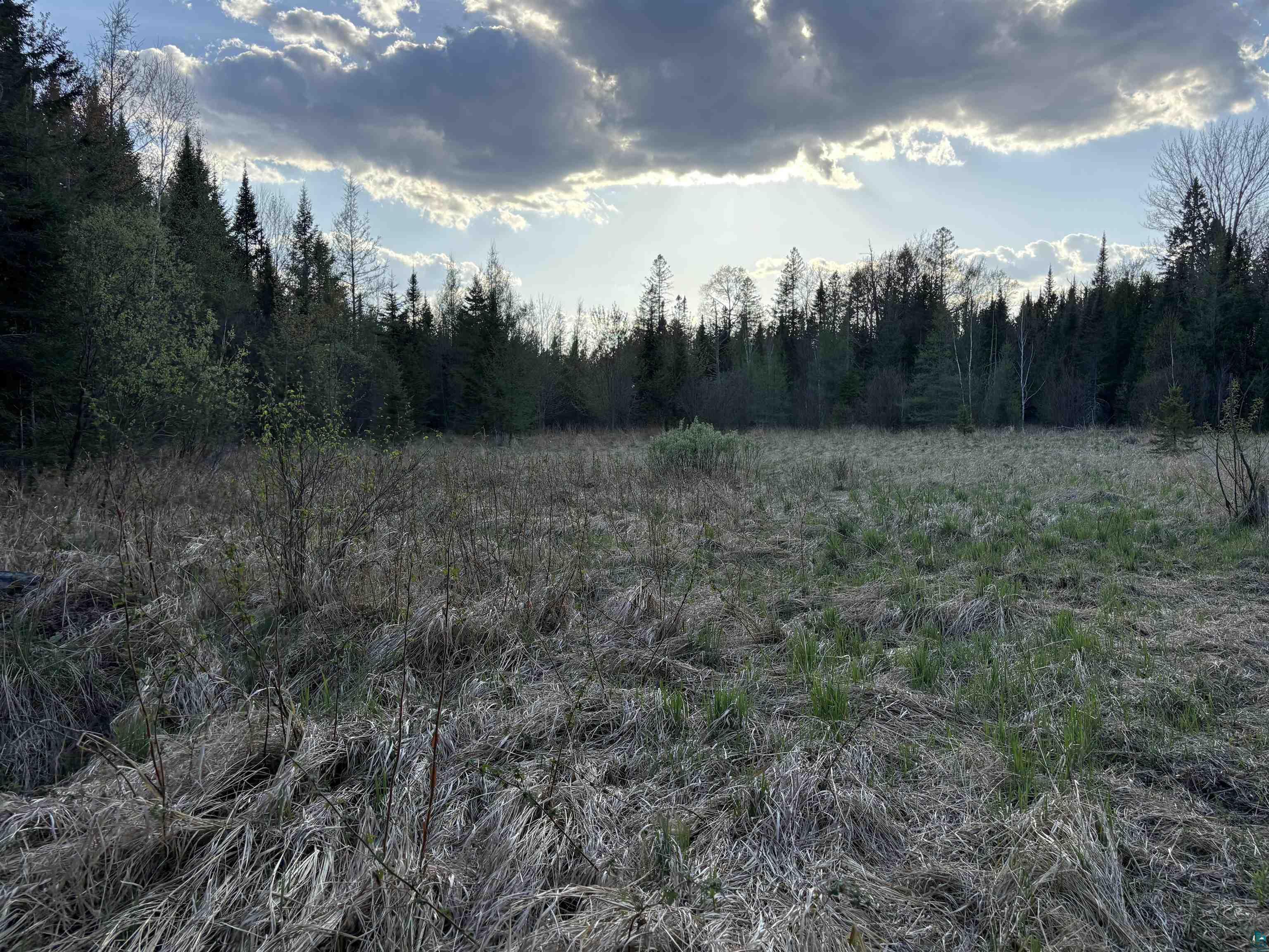 0 Mertig Road Glidden, WI 54527 - Photo 6 of 20 View of wooded area