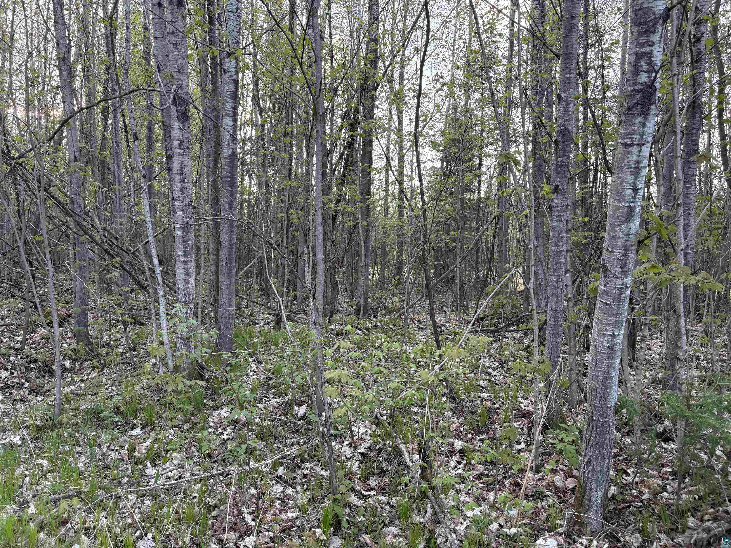 0 Mertig Road Glidden, WI 54527 - Photo 7 of 20 View of wooded area