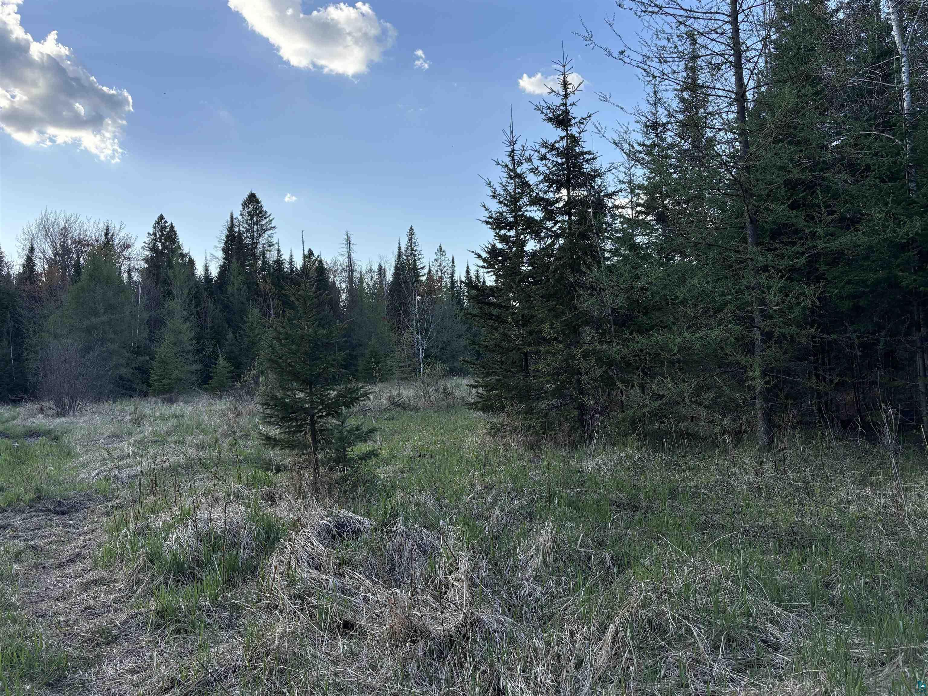 0 Mertig Road Glidden, WI 54527 - Photo 10 of 20 View of tree filled area