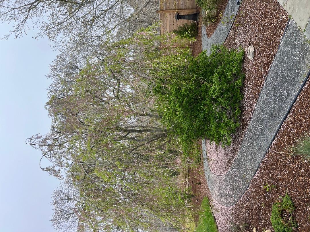 50 Bradley Martin Road West Tisbury, MA 02568 - Photo 36 of 37 a view of a yard with plants and trees
