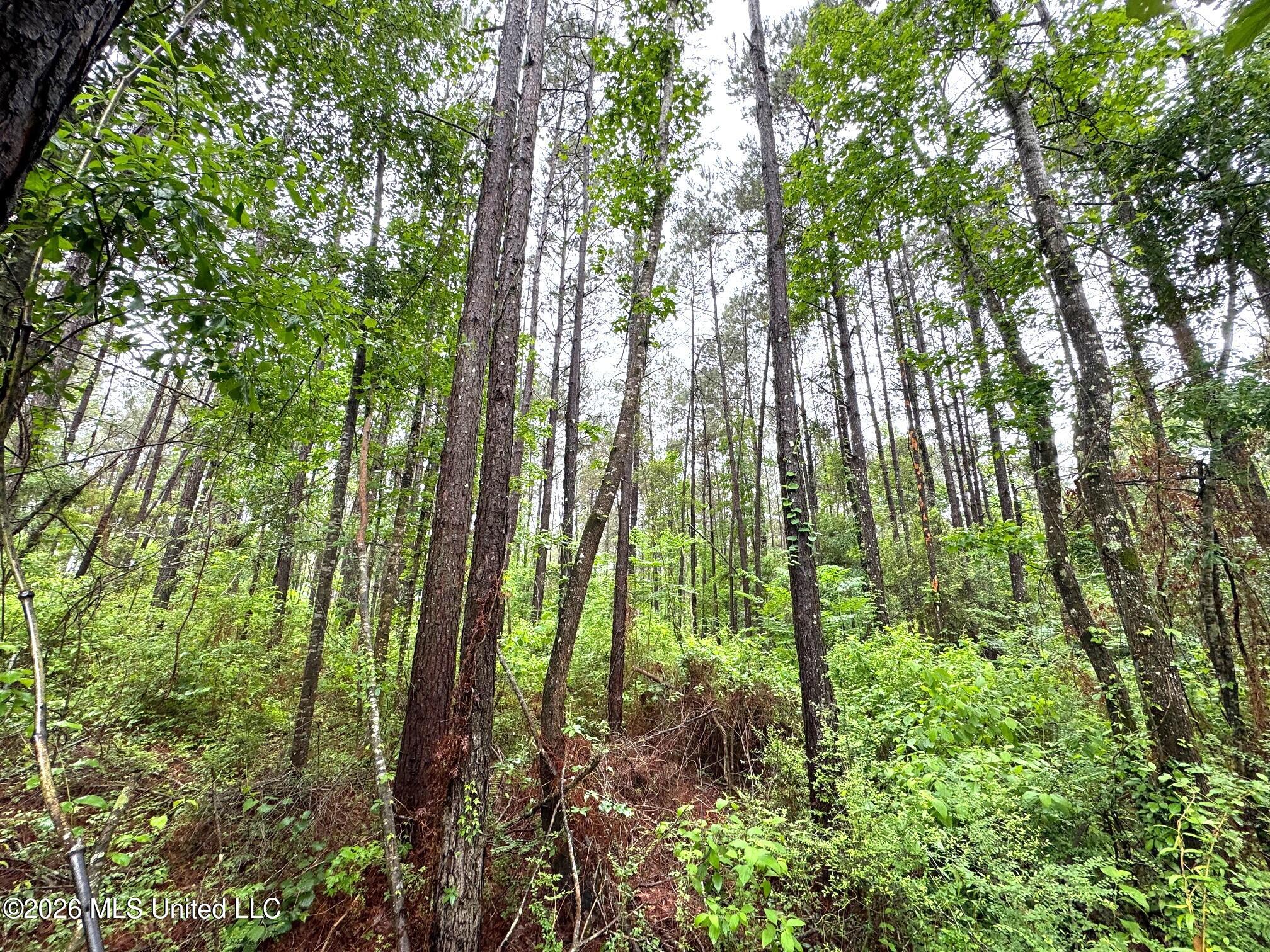 0 Emerald State Line Road Magnolia, MS 39652 - Photo 3 of 14 Pines along trail