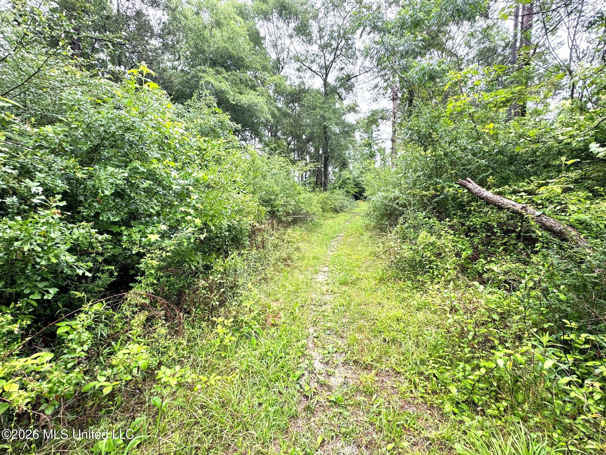 0 Emerald State Line Road Magnolia, MS 39652 - Photo 5 of 14 Trail to power line
