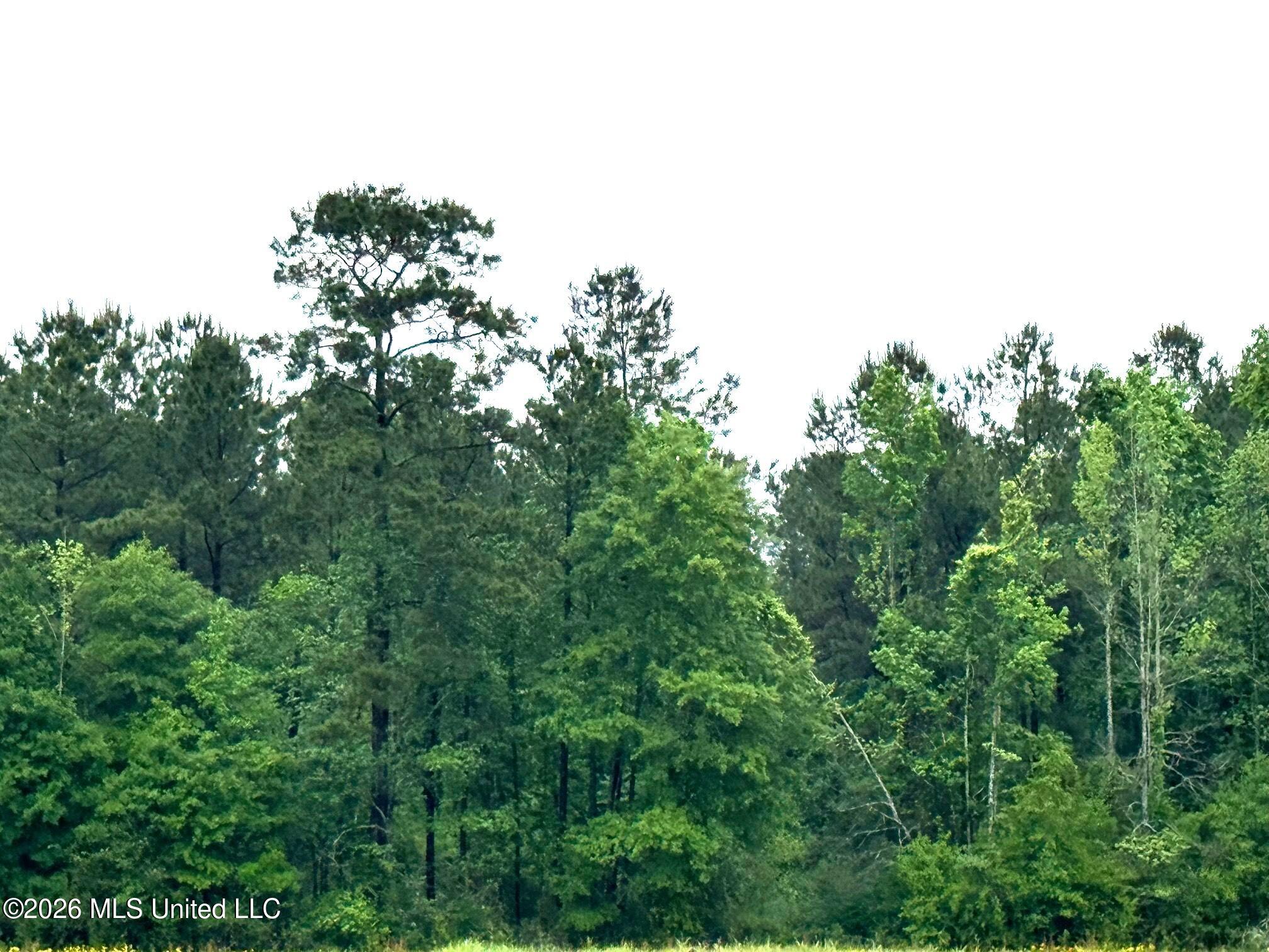 0 Emerald State Line Road Magnolia, MS 39652 - Photo 6 of 14 Trees from Oakhill Dr.
