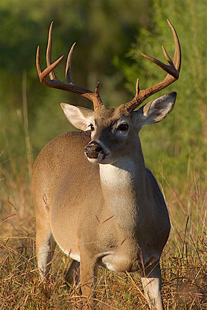 Deer photo