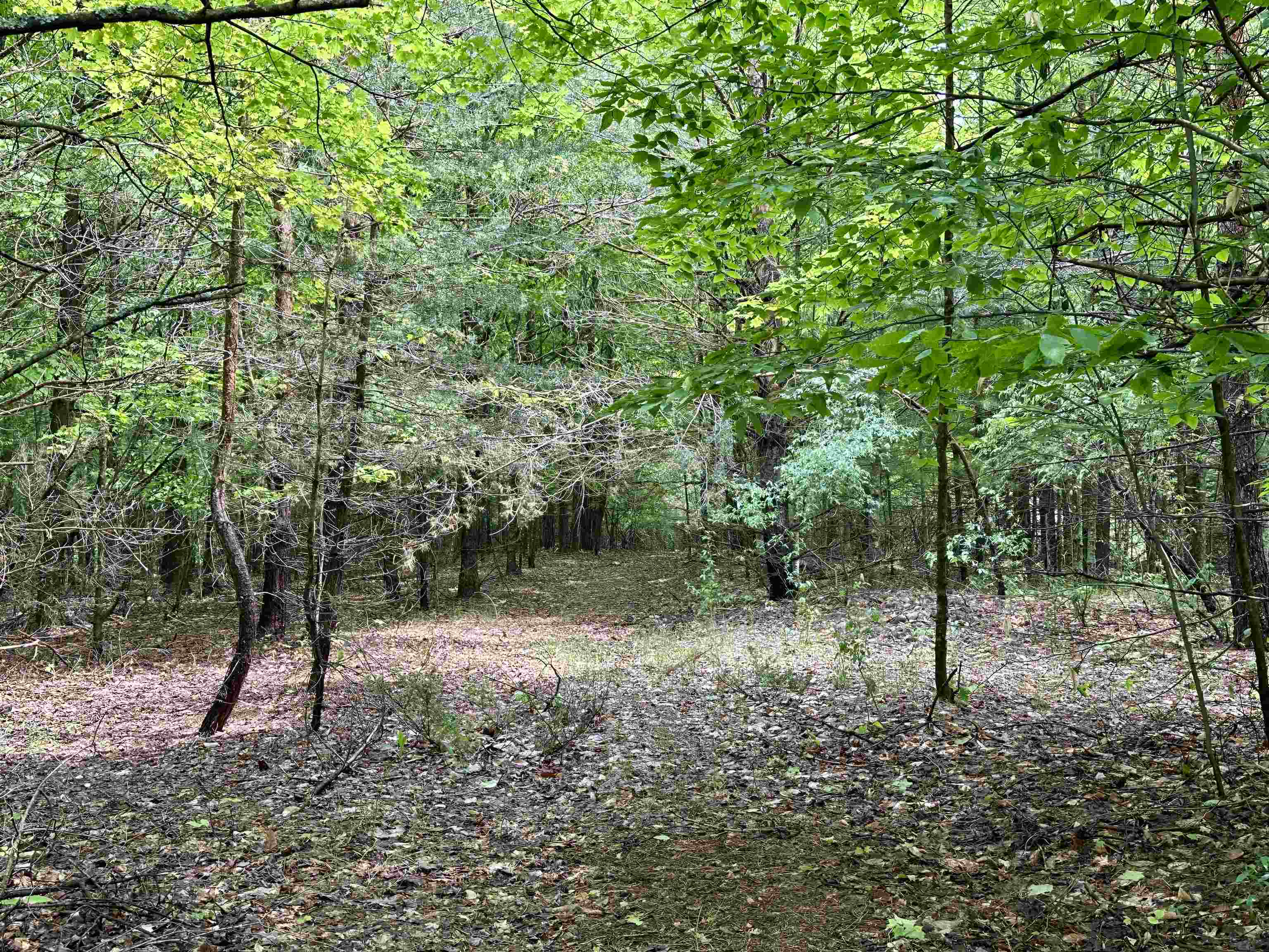 90-acres East Otto Road Suttons Bay, MI 49682 - Photo 10 of 68 Gallery Image 10