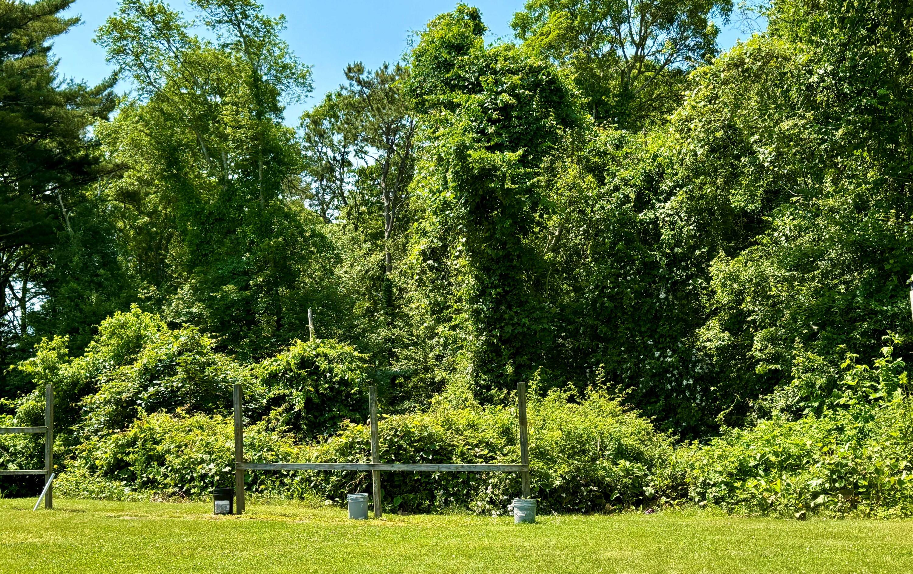 a view of a garden with plants