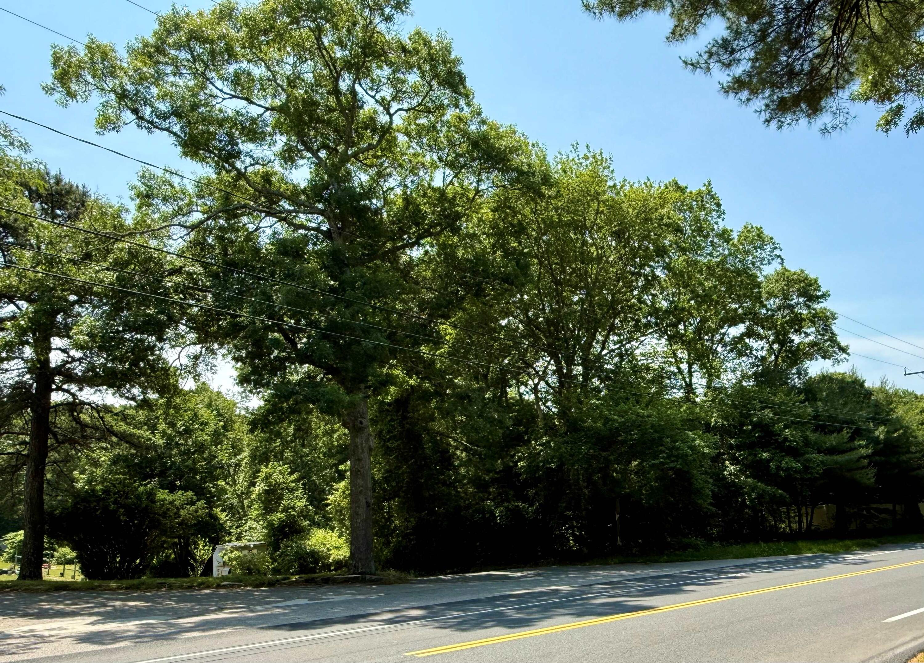 0 Sandwich Road East Falmouth, MA 02536 - Photo 2 of 3 a view of a tree in front of a house