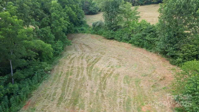 a view of a yard with plants and a large tree