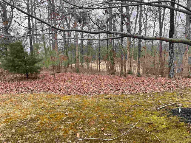 a garden view with a large tree