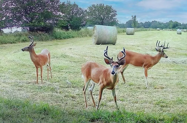 $637,000 | Tbd Southwest Tbd Sw 101st Road, Chilhowee, MO 64733