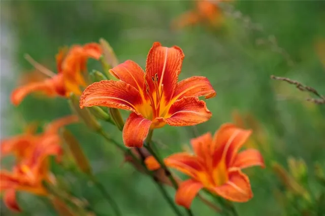 $637,000 | Tbd Southwest Tbd Sw 101st Road, Chilhowee, MO 64733